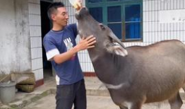 牛牛在线观看视频,畅享海量视频，轻松开启视听盛宴