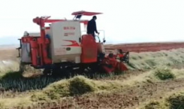 收割机视频,收割机高效作业现场直击